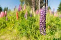 Close up full bloom purple lupine flower Royalty Free Stock Photo