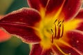 Close up of full blooming day lilies pinkish orange Royalty Free Stock Photo