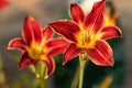 Close up of full blooming day lilies pinkish orange Royalty Free Stock Photo