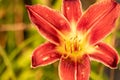 Close up of full blooming day lilies pinkish orange Royalty Free Stock Photo