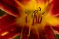 Close up of full blooming day lilies pinkish orange Royalty Free Stock Photo