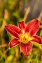 Close up of full blooming day lilies pinkish orange Royalty Free Stock Photo