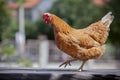 Close up full body of brown chicken in organic livestock farm