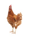 Close up full body brown feather chicken standing isolated white