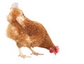 Close up full body of chicken hen eating food isolate white back Royalty Free Stock Photo