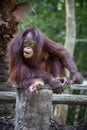 Close up full body and face of Borneo Orangutan Royalty Free Stock Photo