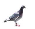 close up full body of homing pigeon bird isolated white background Royalty Free Stock Photo