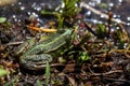 Close-up of full body little green frog on the pond Royalty Free Stock Photo