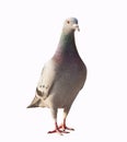 close up full body of pigeon bird standing isolated white background Royalty Free Stock Photo