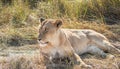 Close-up full body portrait of female lion, Panthera leo, lying down in tall grass with her head up Royalty Free Stock Photo