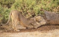 Close up full body portrait of female lion, Panthera leo, stretching in downward dog position and rubbing chin on tree stump in Af