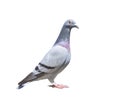 Close up full body of speed racing pigeon bird isolated white ba Royalty Free Stock Photo