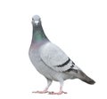 Close up full body of speed racing pigeon bird looking to camera