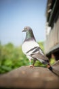 Close up full body of speed racing pigeon perching on wood floor