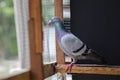 Close up full body of speeding racing pigeon bird in home cage