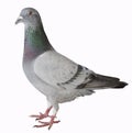Close up full body of sport racing pigeon bird isolated white ba Royalty Free Stock Photo