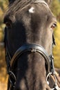 Black steed head full face closeup