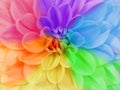 Close up full frame of a chrysanthemum flower in different colors