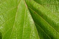 Leaf texture in sunshine Royalty Free Stock Photo