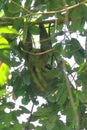 close up full frame of three toe sloth adult mother with baby, costa rica, central america Royalty Free Stock Photo