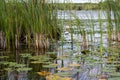 Scenic Lakeshore Landscape With Lily Pads And Tall Grasses