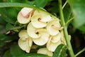 close up full frem fresh white Poi Sian flowers