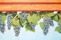 close-up of full grape clusters draped over a wooden trellis Royalty Free Stock Photo