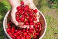 Close up of full hands of fresh and ripe sweet cherries