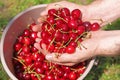 Close up of full hands of fresh and ripe sweet cherries