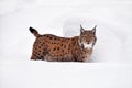 Close up full length Eurasian lynx in winter snow Royalty Free Stock Photo