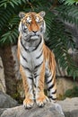 Close up front portrait of Siberian Amur tiger Royalty Free Stock Photo