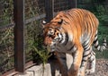 Close up full length front portrait of one young tiger standing low angle view