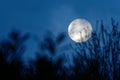 Close up of the full moon rising at night behind silhouettes of tree