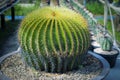 Close up full range of echino cactus in planting pot Royalty Free Stock Photo