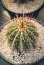 Close up full range of melocactus in planting pot Royalty Free Stock Photo
