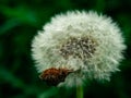 Close up of full seed head of a dandelion wild flower. Selective focus Royalty Free Stock Photo