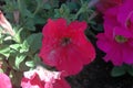 Close-up full view of Fully opened colorful Petunia blooms with morning`s splash of natural full warm sunlight Royalty Free Stock Photo