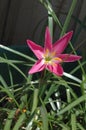 Close-up full view of Lone colorful `Mexican Lily` in vivid Magenta with full morning sun Royalty Free Stock Photo