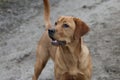 Close up of fully focussed Red Fox Labrador Retriever Royalty Free Stock Photo