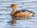 Close up of Fulvous whistling duck Dendrocygna bicolor