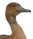 Close-up of Fulvous Whistling Duck, Dendrocygna bicolor, 5 years old Royalty Free Stock Photo