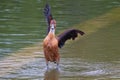 amusing whistling duck