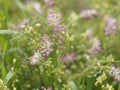 Close-up of Fumaria capreolata, the white ramping fumitory, flower on a blurred background