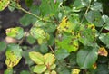 A close up on a fungal rose disease black spot with infected yellow and green leaves which weakens the rose bush, and needs