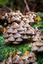 A close up of fungi in woodland on a November day, with a shallow depth of field