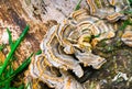 Close-up of fungus growing at the base of a tree