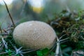 close-up of a fungus ,Scleroderma areolatum