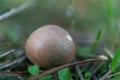 close-up of a fungus ,Scleroderma areolatum