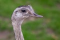 Close up of funny animal: ostrich Royalty Free Stock Photo