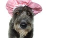 CLOSE UP OF A FUNNY BLACK DOG DRYING HAIR WITH A PINK SHOWER CAP Royalty Free Stock Photo